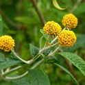 Buddleja globosa